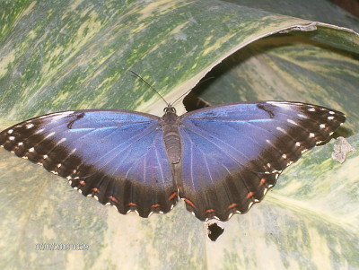 Schmetterling