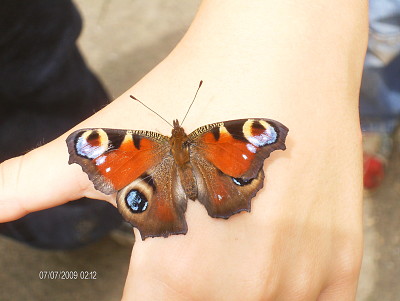 Schmetterling