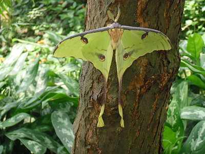 Schmetterling