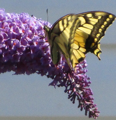 Schmetterling