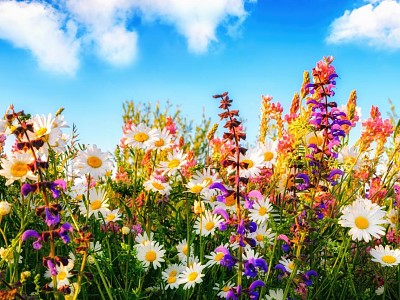 Flowers jigsaw puzzle