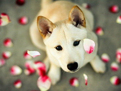 Perrito con PÃ©talos