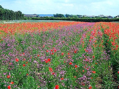 Langar Wildflower Farm jigsaw puzzle