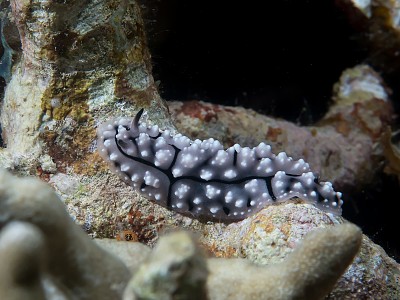 פאזל של Phyllidiopsis fissurata