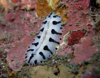 פאזל של Phyllidiopsis loricata