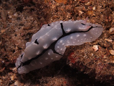 Phyllidiopsis shireenae