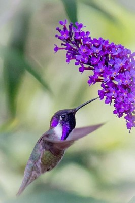 פאזל של flores