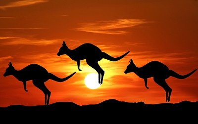 פאזל של canguro sunset