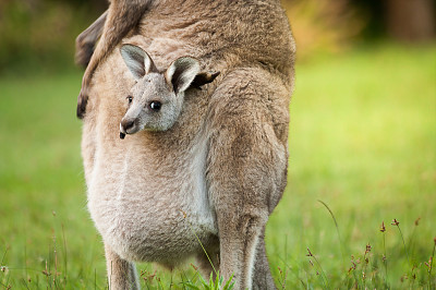 פאזל של canguro bebe