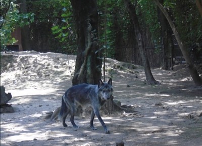 Lobo jigsaw puzzle