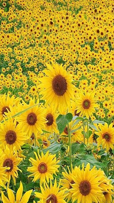 Girasoles