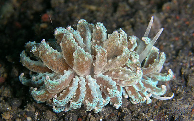 Phyllodesmium cypticum