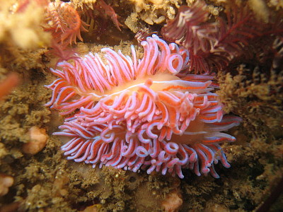 Phyllodesmium horridum