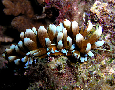 Phyllodesmium kabiranum jigsaw puzzle