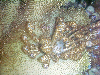 Phyllodesmium longicirra