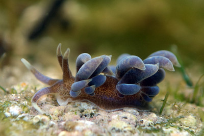 Phyllodesmium macphersonae