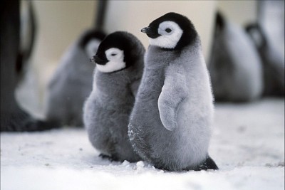 bebe pinguino