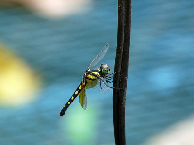 Tetrathemis platyptera