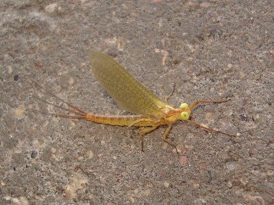 Potamanthus luteus