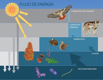 FLUJO DE ENERGIA