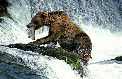 GRIZZLY BEAR ADULT FISHING SALMON, BROOKS FALLS IN