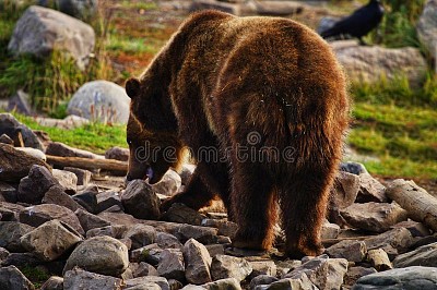 פאזל של A boar grizzly bear in Yellowstone National Park,