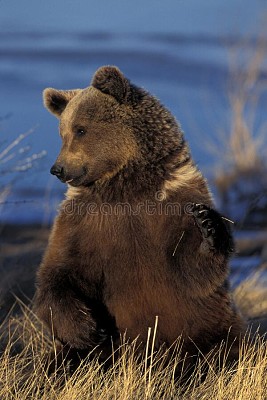 GRIZZLY BEAR, ALASKA jigsaw puzzle