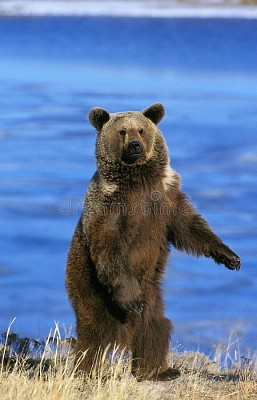 GRIZZLY BEAR STANDING ON HIND LEGS, ALASKA