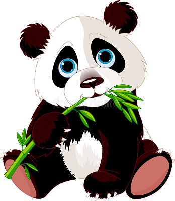 Wild Panda eating bamboo.