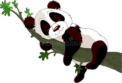 Wild Panda sleeping on a branch.