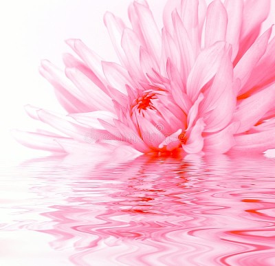 Rosy flower reflection in water.