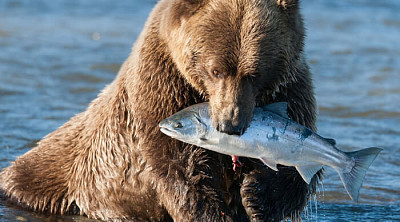 urso ama peixe