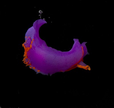 Sagaminopteron ornatum