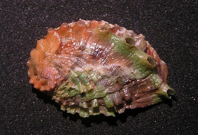 Haliotis jacnensis