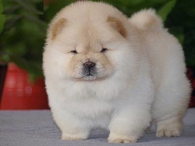 Perro chow chow