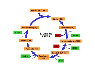 ciclo de Kreps