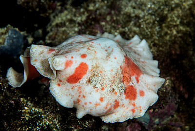 Platydoris formosa