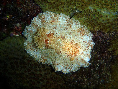 Platydoris inframaculata