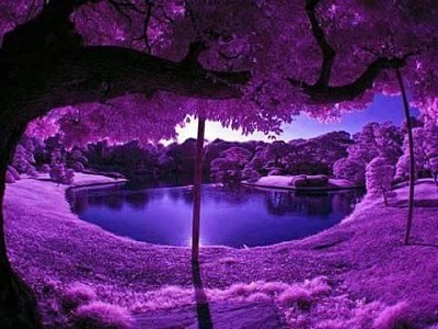 美麗的紫湖