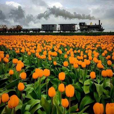 Campo de tulipas