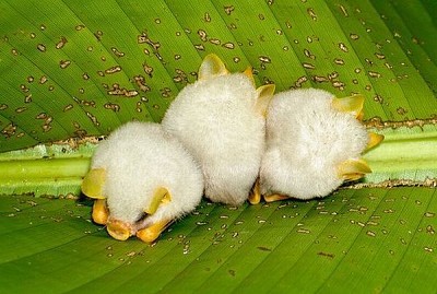 פאזל של Pipistrello bianco dell 'honduras