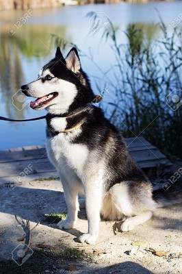 Husky jigsaw puzzle