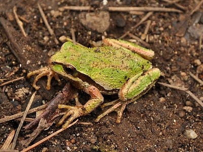 Arborifera del pacifico