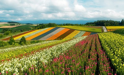 Campos coloridos