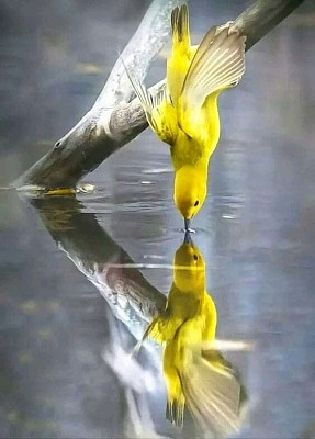 animales