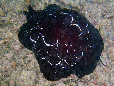 Pleurobranchus forskali