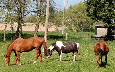 פאזל של chevaux