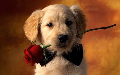 cachorro romÃ¡ntico