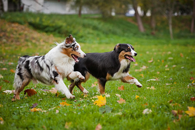 פאזל של Perritos jugando