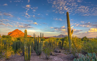 cactus jigsaw puzzle